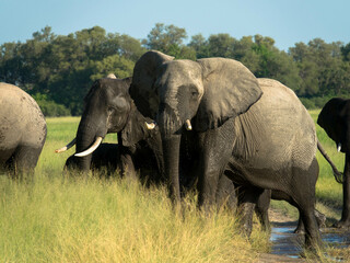 A Herd of african elephants walks in the savanna looking for food surrounded by green vegetation...