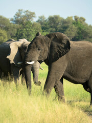 Fototapeta premium A Herd of african elephants walks in the savanna looking for food surrounded by green vegetation during the rainy season. Chobe National Park, Botswana, Africa