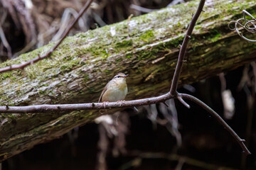夕暮れに不思議な声でさえずる可愛いヤブサメ（ウグイス科）。

日本国神奈川県相模原市、早戸川林道にて。
2024年4月撮影。

A lovely Asian stubtail, Short-tailed Bush Warbler (Urosphena squameiceps) chirps mysteriously at dusk.

At Hayatogawa forest road, Saga