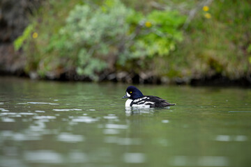 Goldeneye (Bucephala clangula) is a medium-sized marine duck species from the Anatidae family. Its close relative is Bucephala islandica. Its Turkish name is; golden eye