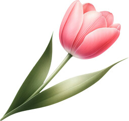 Fototapeta premium Amazing tulip flower isolated on a transparent background. Cut out, close-up.