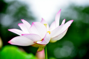 雨に濡れたハスの花
