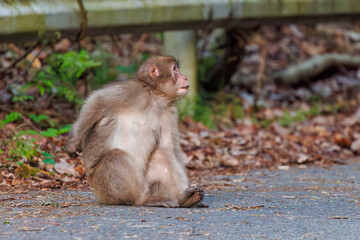夕暮れの林道に現れた、可愛いニホンザル（オナガザル科）の群れ。

日本国神奈川県相模原市、早戸川林道にて。
2024年4月撮影。

A group of lovely Japanese macaque, Snow Monkey (Macaca fuscata) appeared on a forest road at dusk.

At Hayatogawa forest road, Sagami