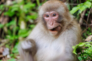 Naklejka na ściany i meble 夕暮れの林道に現れた、可愛いニホンザル（オナガザル科）の群れ。日本国神奈川県相模原市、早戸川林道にて。 2024年4月撮影。A group of lovely Japanese macaque, Snow Monkey (Macaca fuscata) appeared on a forest road at dusk.At Hayatogawa forest road, Sagami