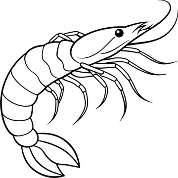 recommend clip art: shrimp vector silhouette  illustration line art