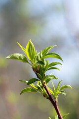 Young green leaves on a tree in spring. Shallow depth of field.
