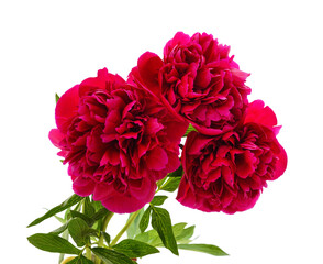 Red peonies bouquet.