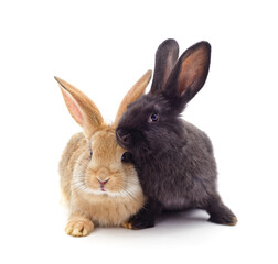 Two small rabbits.