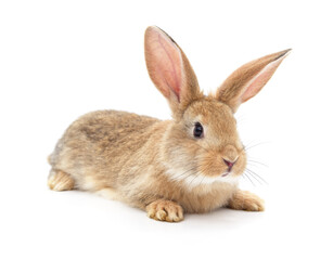 One red rabbit.