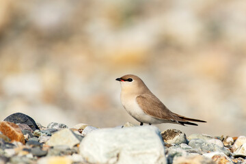 Small Pratincole from Buxa, West Bengal, India