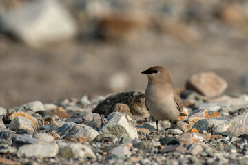 Small Pratincole from Buxa, West Bengal, India
