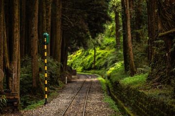 Feu de signalisation jaune et noir le long d'une voie ferrée abandonnée au milieu d'une forêt