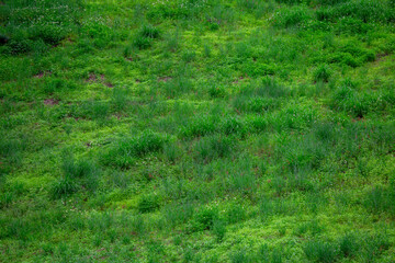 Green natural grass texture background