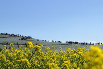 日本　茨城の風景