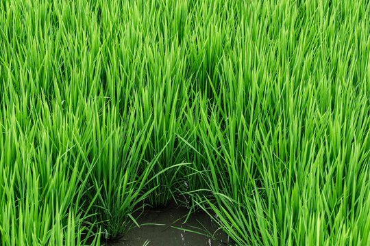 Plants de riz inond&eacute;s, oryza sativa, de la famille des poac&eacute;es