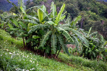 selective focus banana tree on the mountain Growing green bananas on the mountain