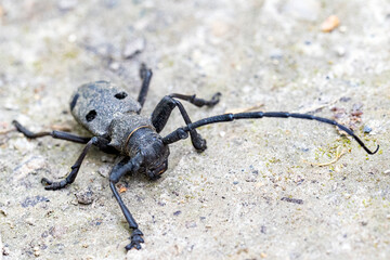 A Morimus funereus (Longhorn Beetle sp.) is seen on the ground, in one of Istanbul's western...