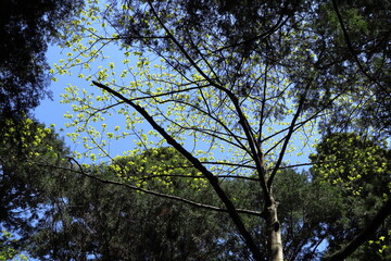 日本　茨城の風景