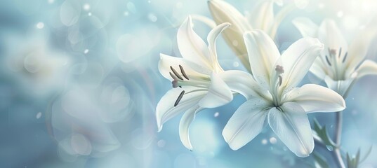 Delicate white lilies in soft focus with dreamy blue background, symbolizing purity and tranquility