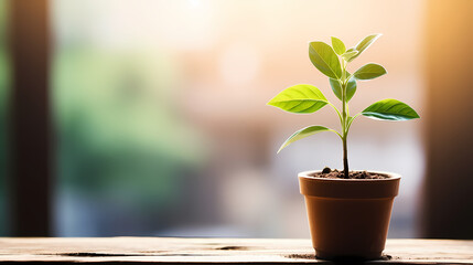 Green leafy small potted plant