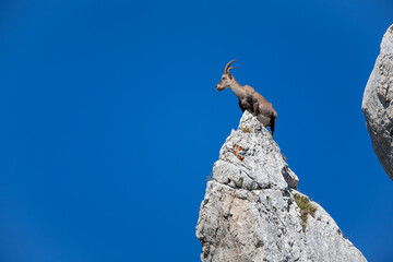 Bouquetin des Alpes (Capra ibex) femelle en équilibre sur un rocher. Alpes. France