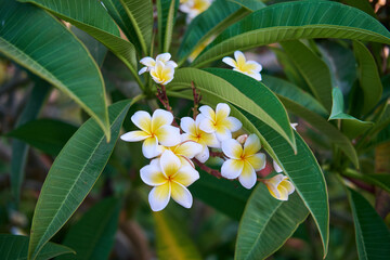 Bright Plumeria alba Blossoms Against Green Foliage