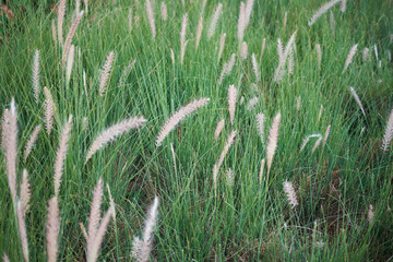 Cenchrus Setaceus, Soft Fountain Grass Swaying in Breeze, Invigorating Greenery