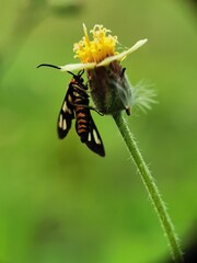 An Insect Perching On A Flower