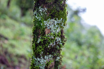 Selective focus Dicranales, bright green moss that grows trees in the rainforest.