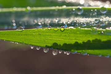 Fresh green grass with dew drops close up. Nature background.