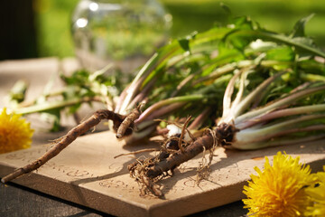 Fresh dandelion roots with leaves and flowers outdoors