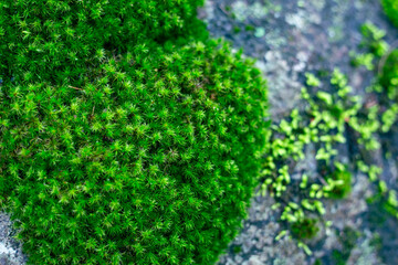 Selective focus Dicranales, bright green moss that grows on rocks in the rainforest.