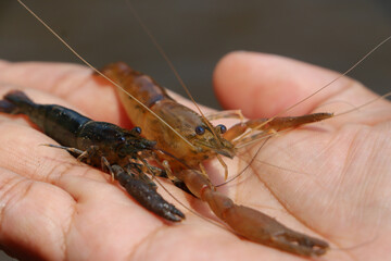  Selection focus on small shrimp in hand small river shrimp in a fertile river in Thailand