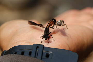  Selection focus on small shrimp in hand small river shrimp in a fertile river in Thailand