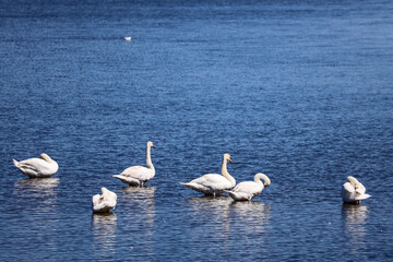 A flock of swans on the lake
