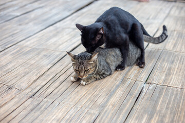 Selective focus Cats mating. Maybe the cat is beautiful and is being ridden by a cat and having sex.