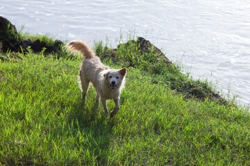 Selective focus: A cool white dog walks comfortably on the green grass along the riverbank.