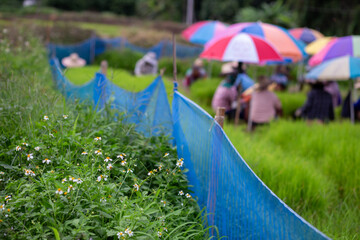 Selective focus rice plant in a rice field. Young green rice plants are separated by a blue net.