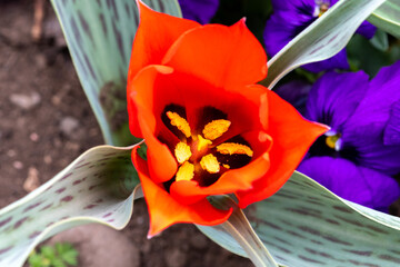 fleur de tulipe rouge avec en son centre de superbes pistils jaunes dans un jardin par une belle...