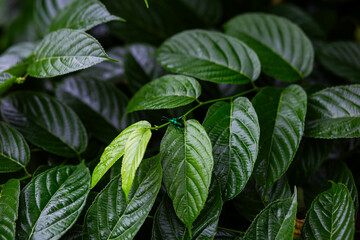 A shiny green beetle perches on rainy season leaves.