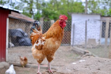 red rooster in the farm