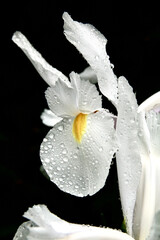 Iris sous la pluie