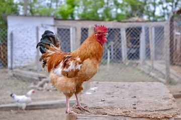 rooster and hen on the farm