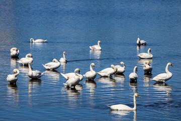 A flock of swans on the lake