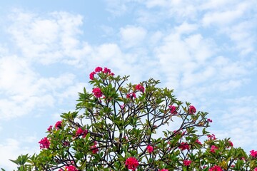 The Top Frangipani Tree With