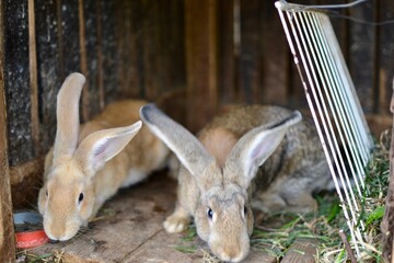 Obraz premium rabbit in the garden
