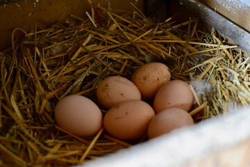 chicken eggs in the nest