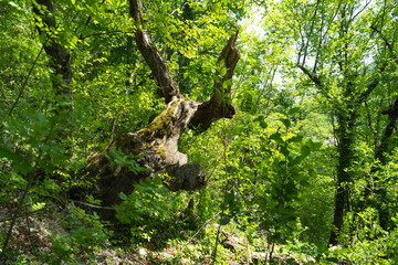 Ovcar and Kablar mountains new West Morava river in Serbia, view of natural park, rocks, trees and...