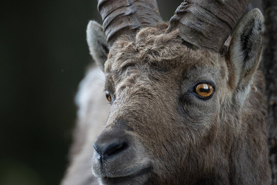 Encuentro cercano con la cabra de los alpes
