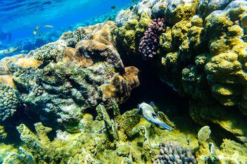Colonies of corals and masked Pufferfish (Arothron diadematus) at the coral reef in Red sea